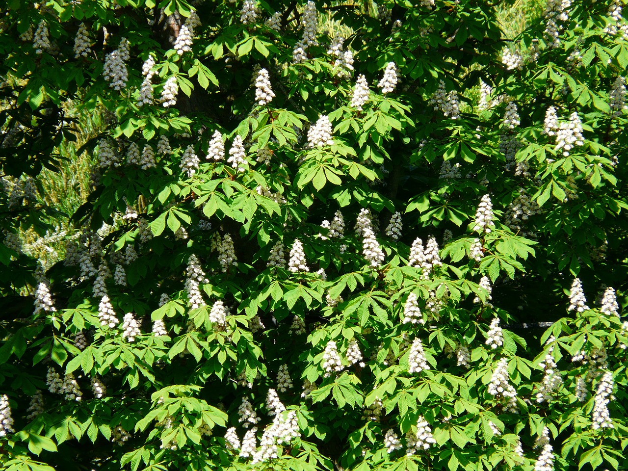 Wie Schnell Wächst Flieder Baum